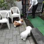 エビスエスクラッシコ - 林田さんはお仕事中よ・・