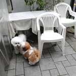 エビスエスクラッシコ - テラスが嬉しい２匹です