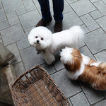 エビスエスクラッシコ - "Thank you" says, Beatrice