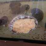 福松荘 - 水槽のアワビ様♪