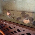 福松荘 - 水槽のアワビ様とサザエ様♪