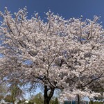 ほっともっと - 満開の桜