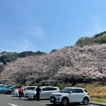 ヨークマート - ヨークマートへ行く前に”走水”に水をくみにいきました。桜満開～～