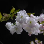 バール トレンタ トレ - （おまけ）上本通りと旧国一通りの交差点に咲く八重桜。さくら通りと名付ける動きもあるとか