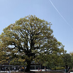 レストラン ラ トゥール - 