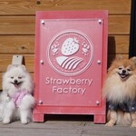 Strawberry Factory - 【2021.03】