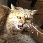 バナナウィンズ - 