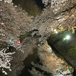 ひまわり食堂 - 松川のライトアップ　今年は半分だけ　来年に期待