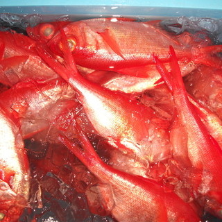 ◇Jiganmedai, which grows in high-quality waters, has a truly treasure-red shine