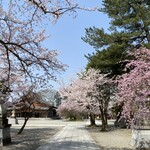 ル・ポワソニエ - 護国神社の桜
