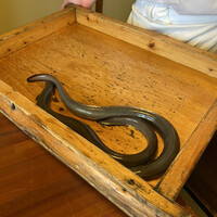 日本料理 梅林 - 