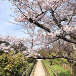 吉祥庵 - 戻りの参道にて桜