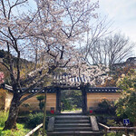 吉祥庵 - 浄瑠璃寺 山門と桜(2021年3月下旬)