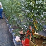 栗の里 - 店の隣の水耕栽培トマト