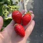 姫路ハートフル観光農園 - 