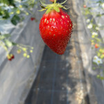 姫路ハートフル観光農園 - 