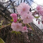 まる福 - 洛中のさくらは葉桜に❗