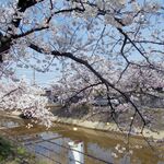 プロント - 福島江の桜