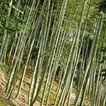 Koudaiji Ungoan - 