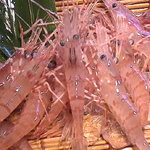 ひろべ - 今まさに旬真っ盛りの　活ボタン海老　刺身・寿司・塩焼きは絶品