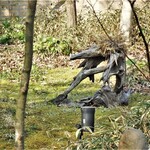 合歓のはな - 宿の敷地内散策