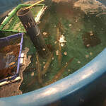 活魚料理 いか清 - 料理写真: