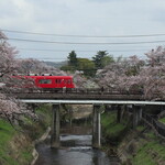 Asahiya - 各務ヶ原　新境川堤の桜並木