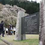 Asahiya - 淡墨桜