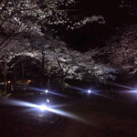 Kikan Tei - 兼六園　夜桜