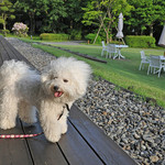 箱根ハイランドホテル ラウンジ - テラスはワンちゃん OK〜♬ 