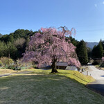 粉の実 - 参考写真、枝垂れ満開❣️