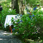 オーベルジュ・オー・ミラドー - テラスの木漏れ日