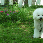 オーベルジュ・オー・ミラドー - アンジェリーナ１歳：首輪ゆるゆる in 2009 