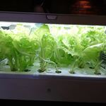 ステーキ・洋食のTANTO屋 - 2021.4