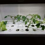 ステーキ・洋食のTANTO屋 - 2021.4