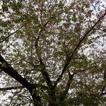 一〇そば - 緑が増えたね～