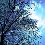 パイナップル畑 - 