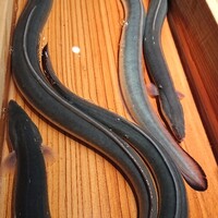 にょろ助 銀座 - 