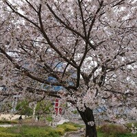 中國菜 心香 - 