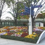 La Brianza - こちらの花壇も、先週まであったチューリップがなくなったわ。パンジーが色とりどり、賑やかに咲いているわ♡