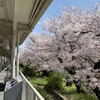 Uwoharu - 武庫之荘駅のホームから見える桜並木が綺麗です！2021.3