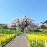 カフェアルバロ - 2021/4/6三春町の『滝桜』