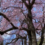 大黒屋鎌餅本舗 - 桜満開の日