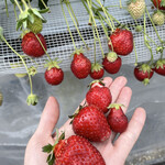 姫路ハートフル観光農園 - 