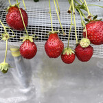 姫路ハートフル観光農園 - 