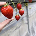 姫路ハートフル観光農園 - 