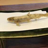 旬彩天 つちや - 