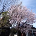 雪詩慕雲 - 店舗前の桜。