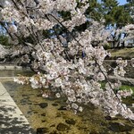 CONCENT MARKET - 夙川の河川敷は日本さくら名所100選
      1660本の桜が見頃でした。
