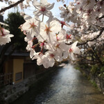 村上重本店 - お店そばの桜も満開です